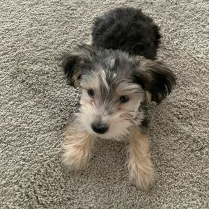 Meet your Posher, Tonya